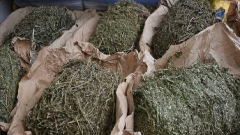 Département de l&rsquo;Ouémé : 83 emballages de chanvre indien saisis, 01 individu interpellé