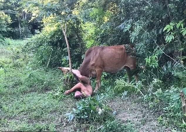 Insolite : un touriste blessé à coups de cornes en tentant un acte zoophile avec une vache