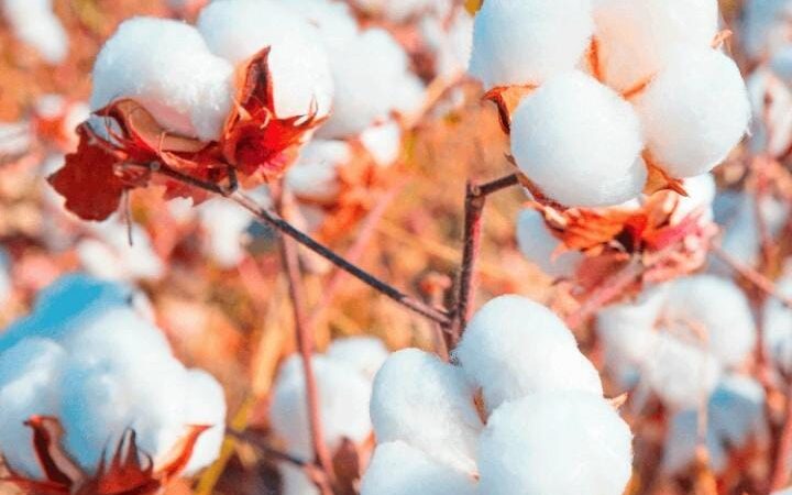 Campagne agricole 2024-2025 : La date de  commercialisation du coton graine dévoilée 44