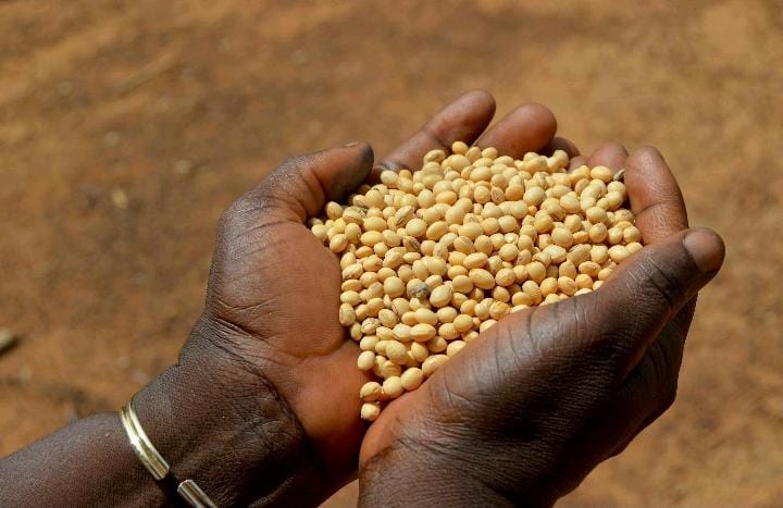 Agriculture: voici les conditions de commercialisation du soja pour la campagne 2024-2025