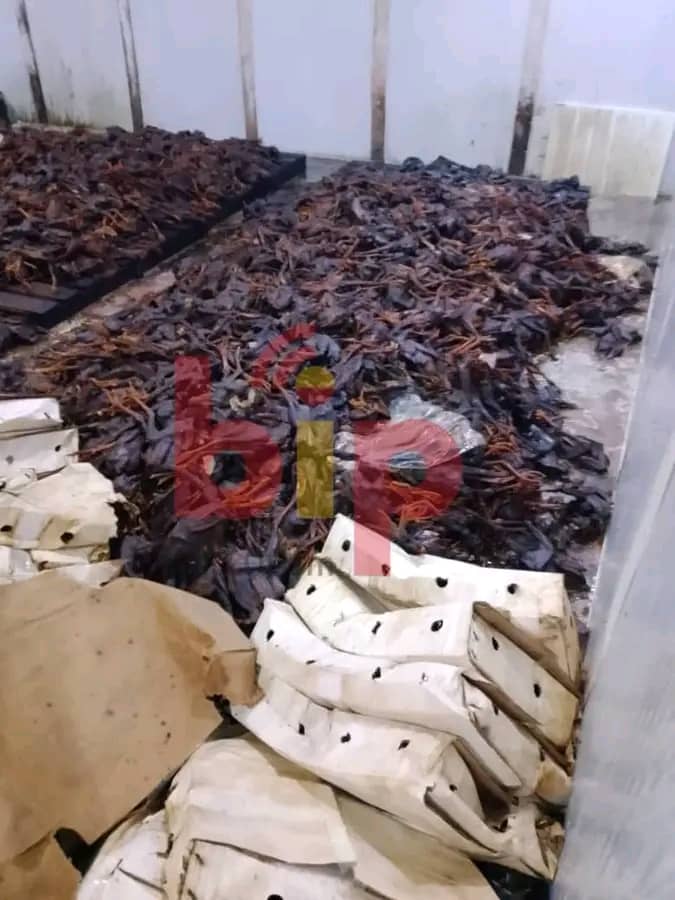 Abomey-Calavi : des centaines de carcasses de poulets avariés évacuées dans une poissonnerie