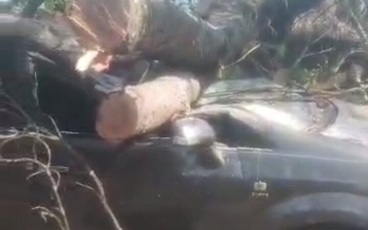 Dégâts de la pluie torrentielle du jeudi nuit: un arbre violemment déraciné endommage littéralement un véhicule en circulation