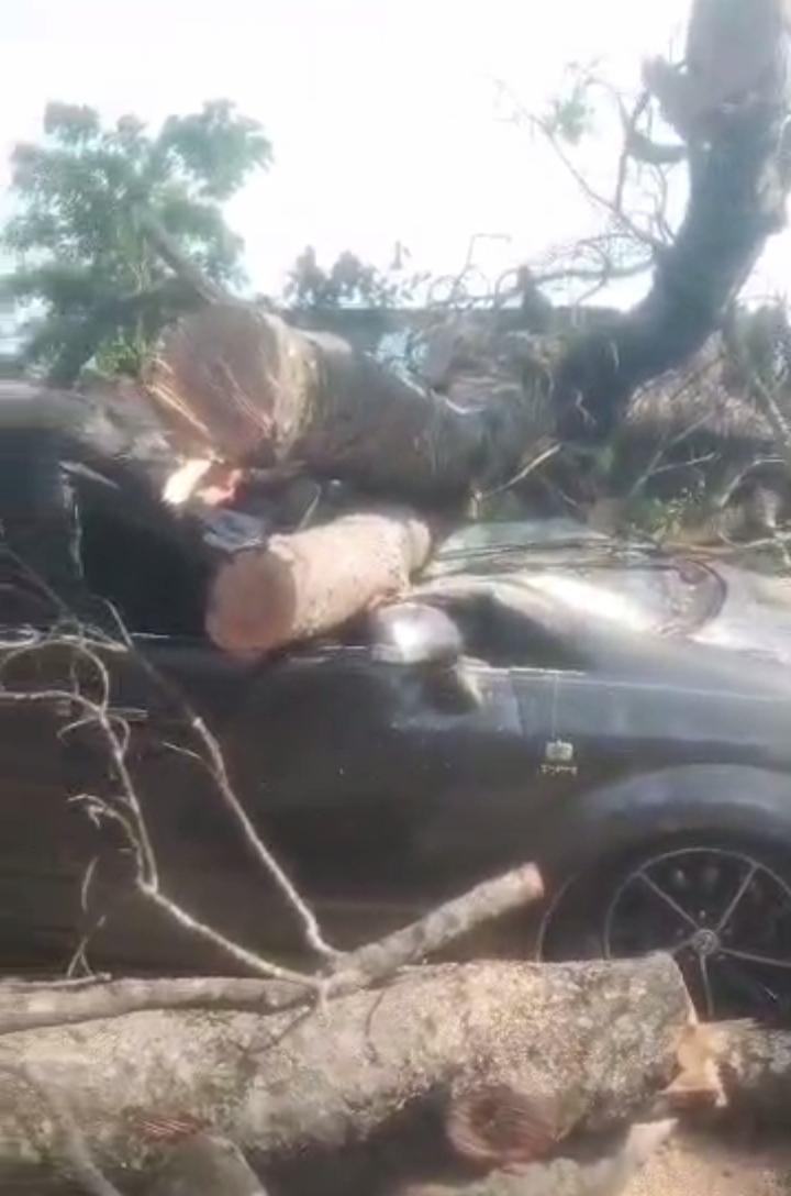 Dégâts de la pluie torrentielle du jeudi nuit: un arbre violemment déraciné endommage littéralement un véhicule en circulation
