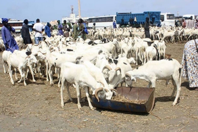 Sénégal : à quelques jours de la Tabaski, des voleurs ont fait irruption dans un quartier et dérobent 30 moutons