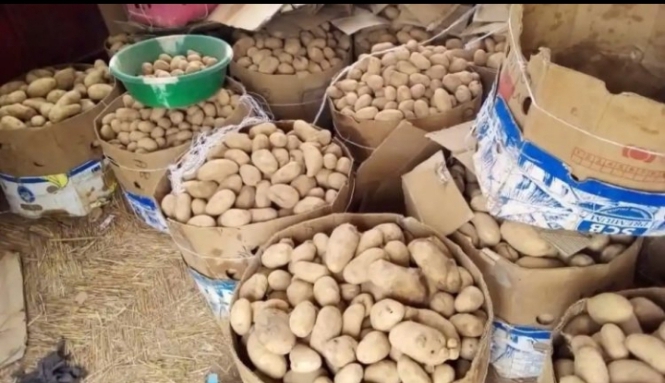 Importation de la pomme de terre au Burkina Faso : Ibrahim Traoré prend une décision importante