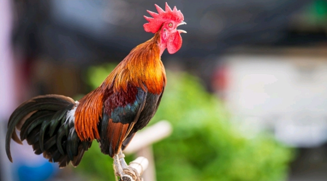 France: Le tribunal de Bourgoin-Jallieu rejette une plainte pour nuisances sonores liées au chant d’un coq