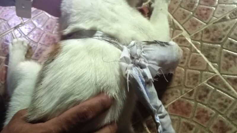 Insolite: un chat chargé de drogue retrouvé dans une prison