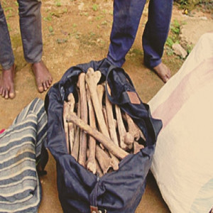 Trafic d&rsquo;ossements humains : un guérisseur traditionnel de 27 ans arrêté à Houègbo