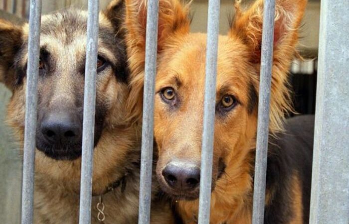 Drame: une fillette se fait tuer par les chiens de son père