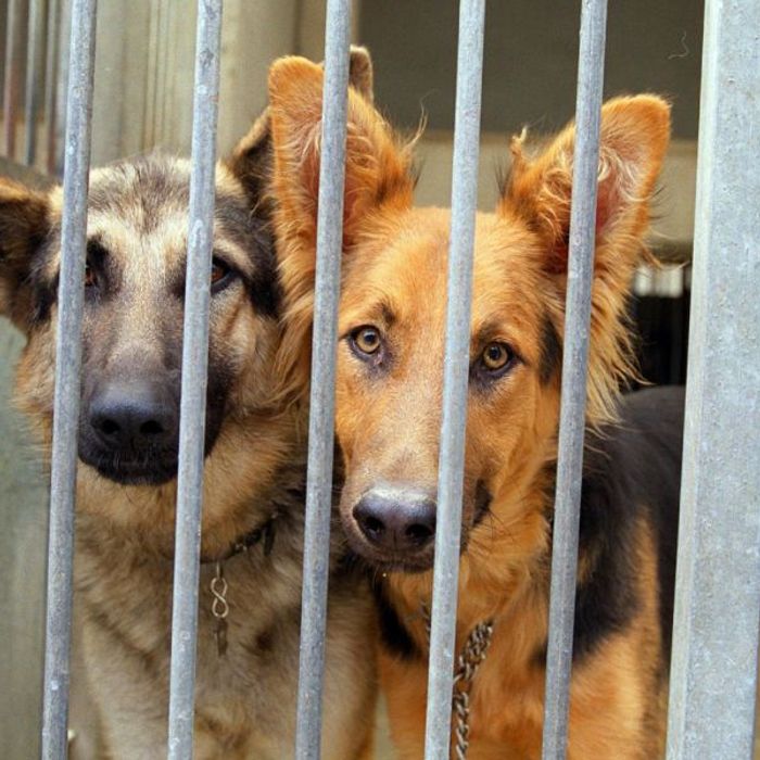 Drame: une fillette se fait tuer par les chiens de son père