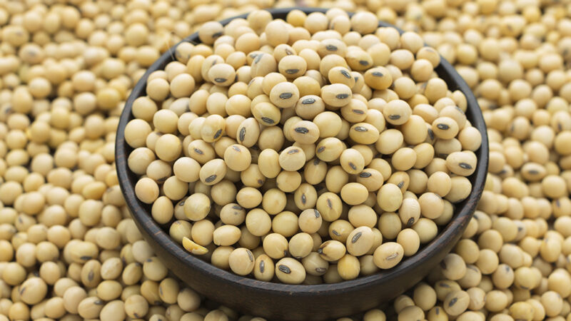 Produits agro-alimentaires: La SIPI-BENIN SA lance un vaste programme d&rsquo;achat du soja local