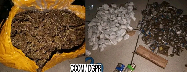 Tangbo: Un point de vente de chanvre indien détruit par la police