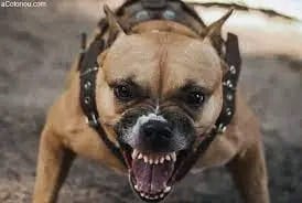 Bénin : Une collégienne de 13 ans succombe après une morsure de chien