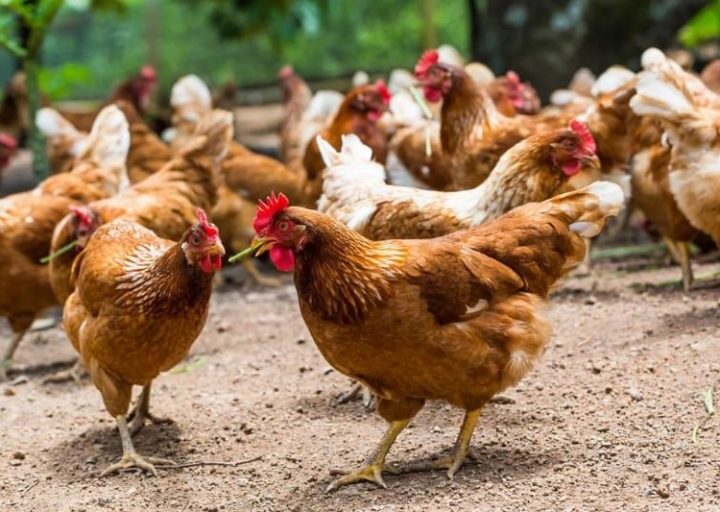 Abomey-Calavi : pour le vol de 143 poulets à Ouèdo, un homme fait face à la justice