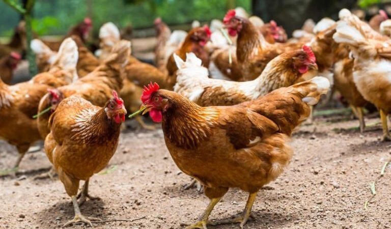 Abomey-Calavi : pour le vol de 143 poulets à Ouèdo, un homme fait face à la justice