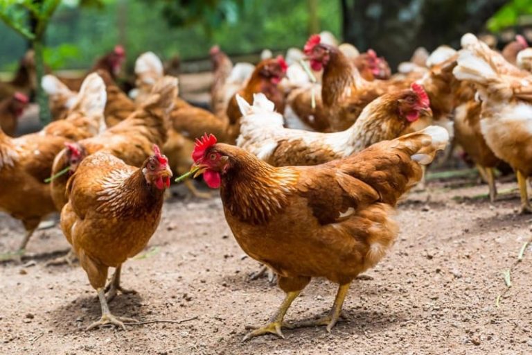 Abomey-Calavi : un homme vole lors d&rsquo;une opération 143 poulets, il fait actuellement face à la justice