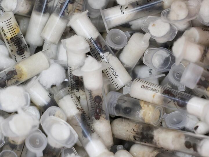 Trafic d’insectes au Kenya : un passager chinois arrêté avec plus de 2 000 fourmis à l’aéroport de Nairobi