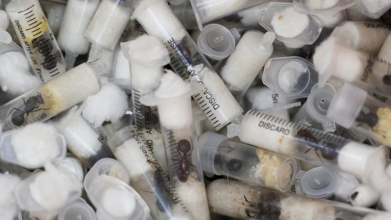 Trafic d’insectes au Kenya : un passager chinois arrêté avec plus de 2 000 fourmis à l’aéroport de Nairobi