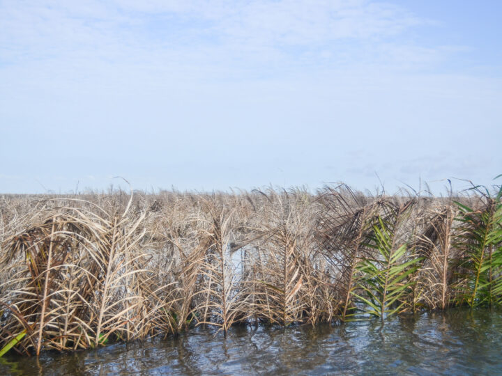 Surpris en flagrant délit de vol de poisson : les prévenus contestent la somme de 500 000 FCFA réclamée par la victime   ‎