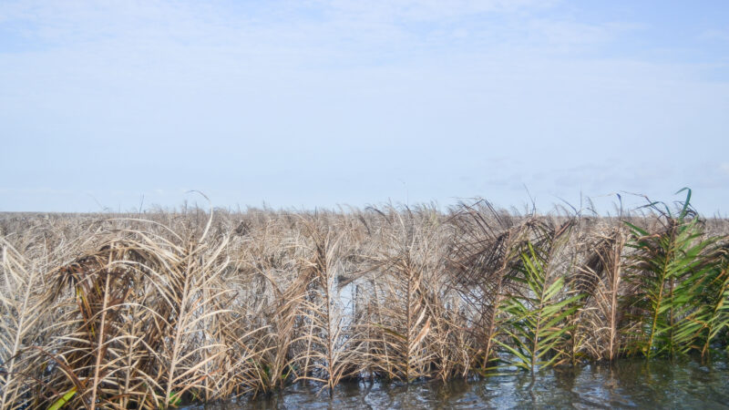 Surpris en flagrant délit de vol de poisson : les prévenus contestent la somme de 500 000 FCFA réclamée par la victime   ‎