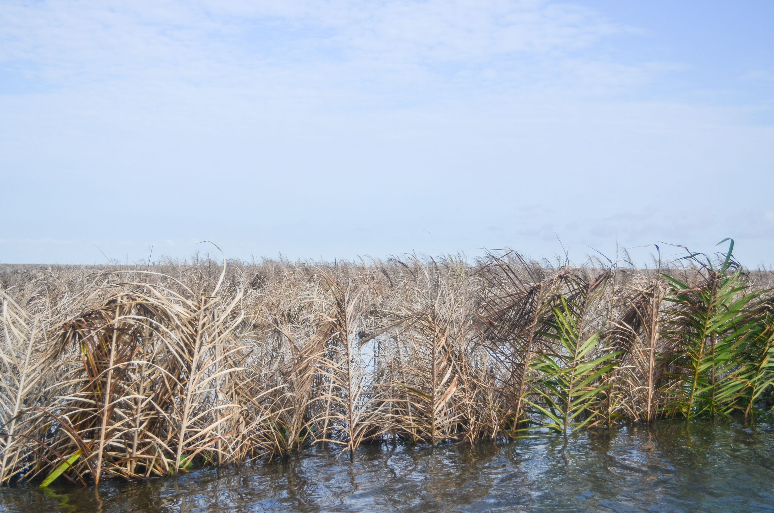 Surpris en flagrant délit de vol de poisson : les prévenus contestent la somme de 500 000 FCFA réclamée par la victime   ‎