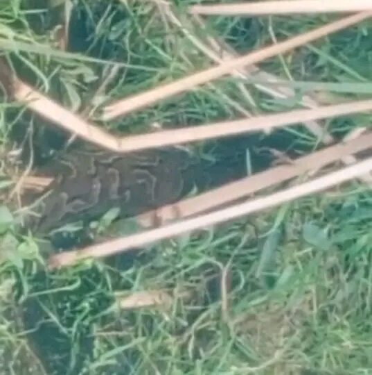 Panique à Agla : un serpent géant signalé près du restaurant Agla Show 