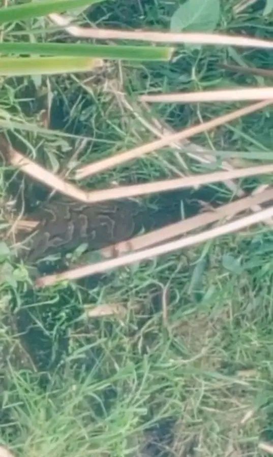 Panique à Agla : un serpent géant signalé près du restaurant Agla Show 