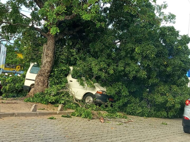 Cotonou : un arbre déraciné écrase deux véhicules à Cadjèhoun
