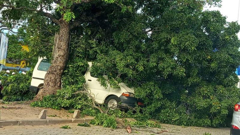 Cotonou : un arbre déraciné écrase deux véhicules à Cadjèhoun
