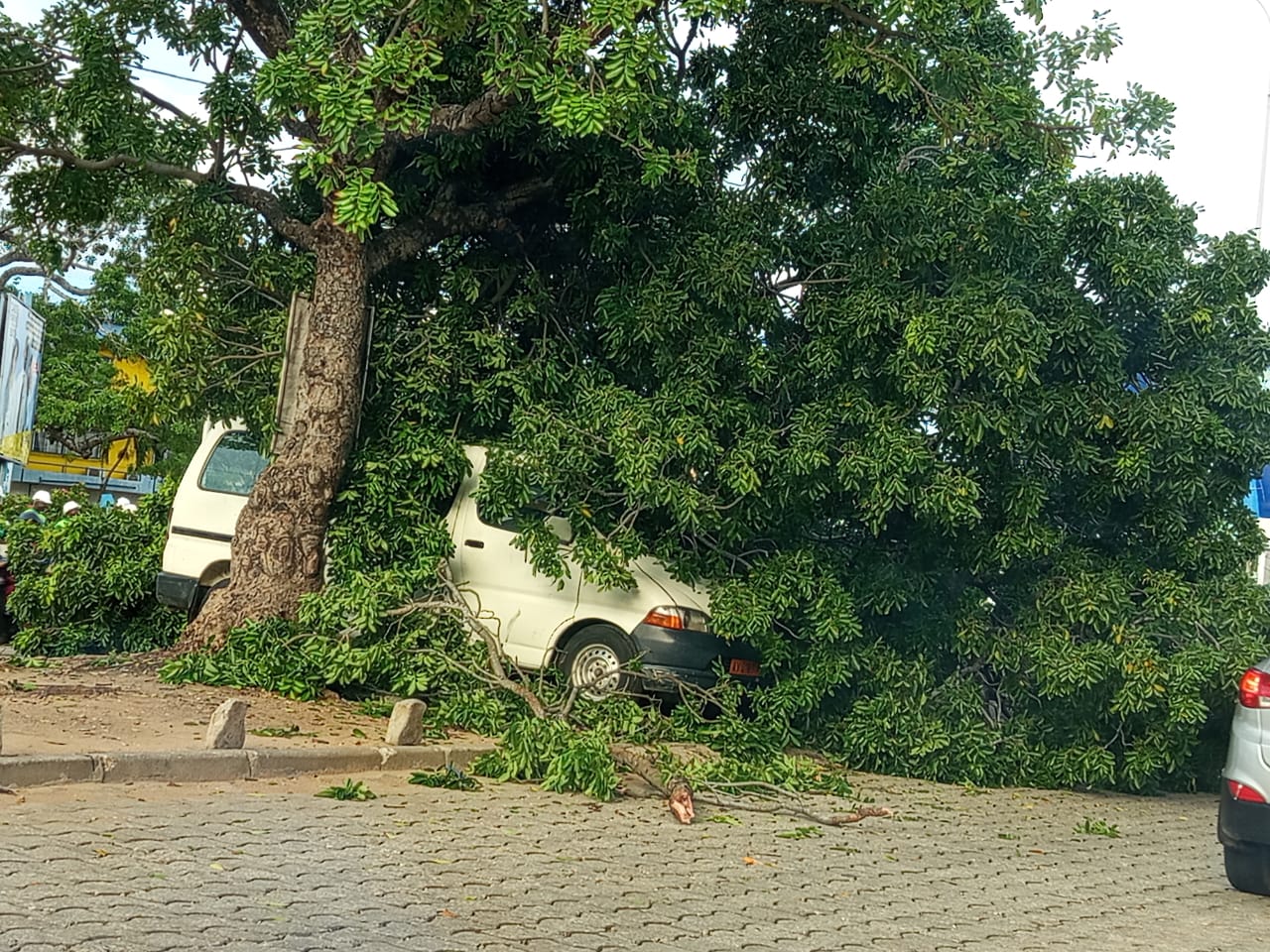 Cotonou : un arbre déraciné écrase deux véhicules à Cadjèhoun