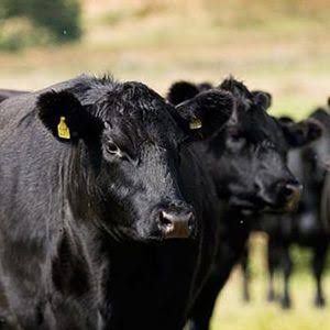 Bassila : 10 suspects arrêtés après un braquage déguisé avec un troupeau de bœufs