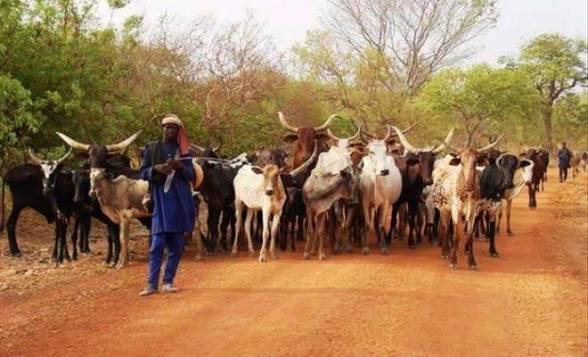 ‎Transhumance à Tchaourou : un agriculteur perd sa main pour avoir défendu son champ