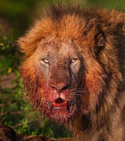 Togo : une jeune Béninoise tuée par un lion dans un mini-zoo