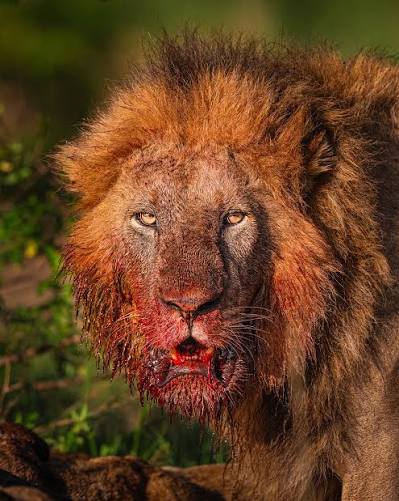 Togo : une jeune Béninoise tuée par un lion dans un mini-zoo